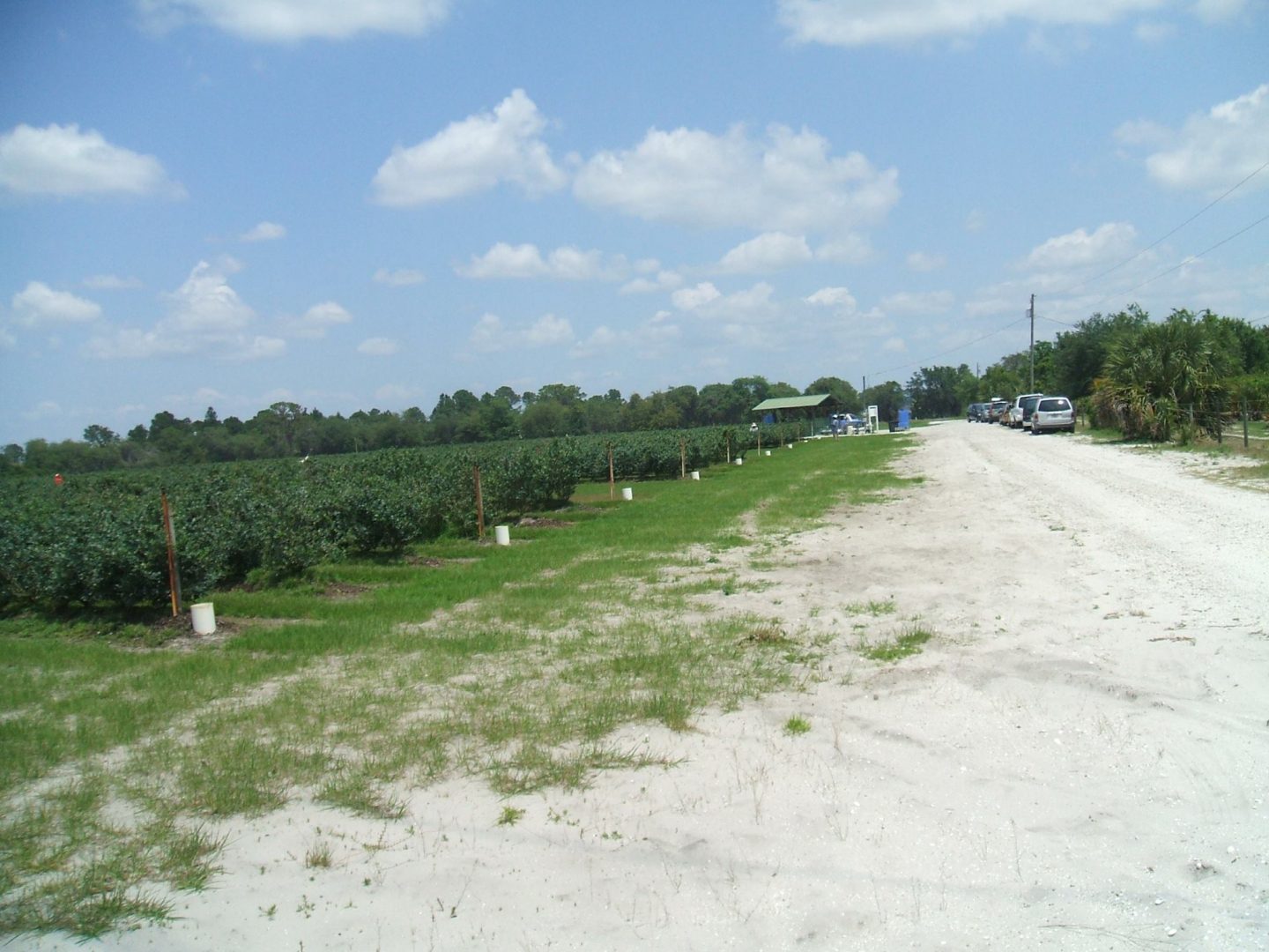 Sunshine Blueberry Farm Visit Sebring Florida