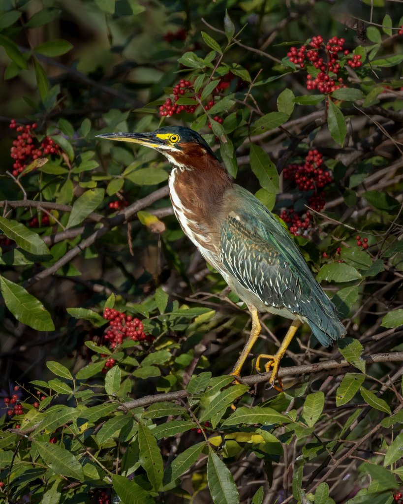 A bird of teal greens, browns, whites and blacks with yellow eyes and streaks on beak, known as a Green Heron, perches in a bush of green leaves with clumps of red berries