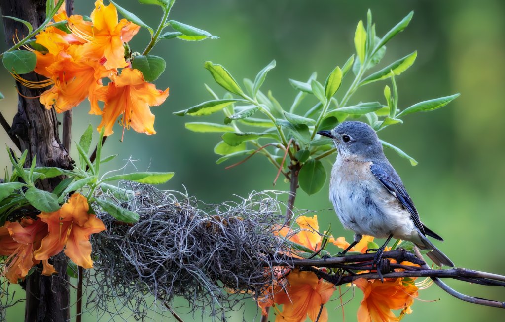 149 Brenda Fishbaugh Baby Eastern Bluebird on flowers 1-visit-sebring-fl 149 Brenda Fishbaugh Baby Eastern Bluebird on flowers 1-visit-sebring-fl