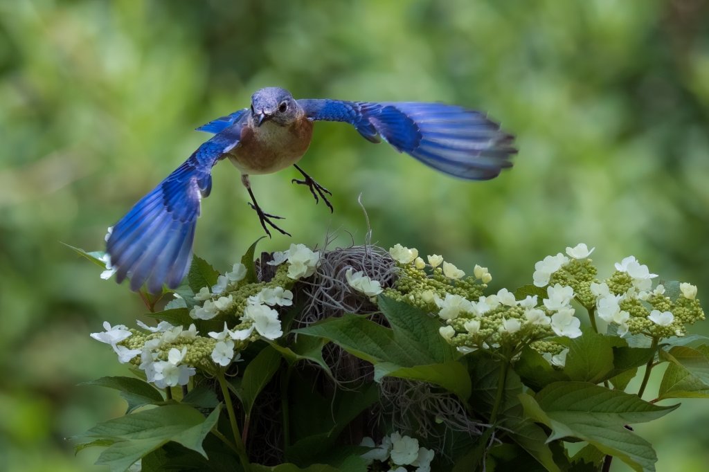 153 Brenda Fishbaugh Eastern Bluebird flying over white flowers-visit-sebring-fl
