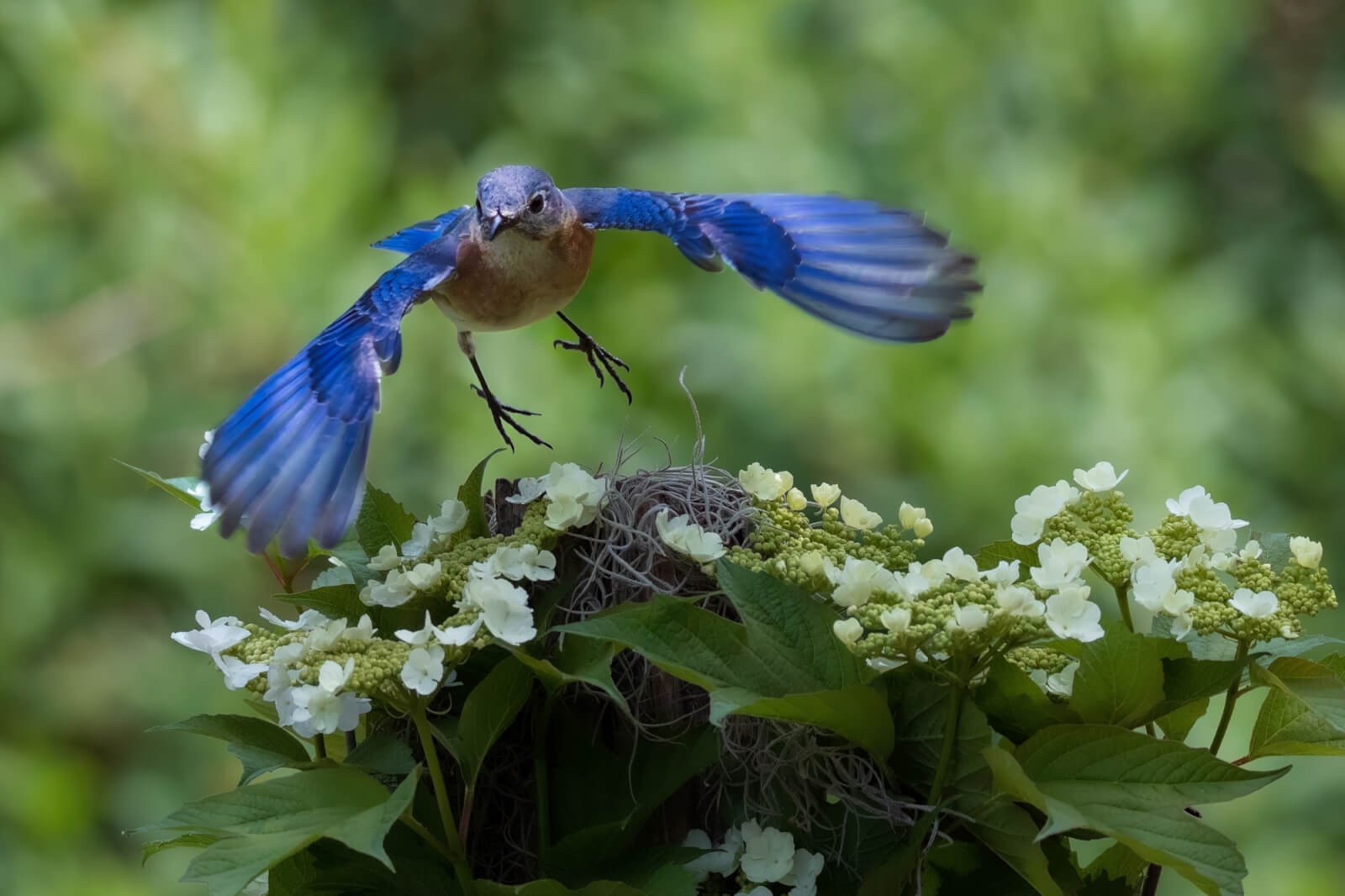 153 Brenda Fishbaugh Eastern Bluebird flying over white flowers-visit-sebring-fl