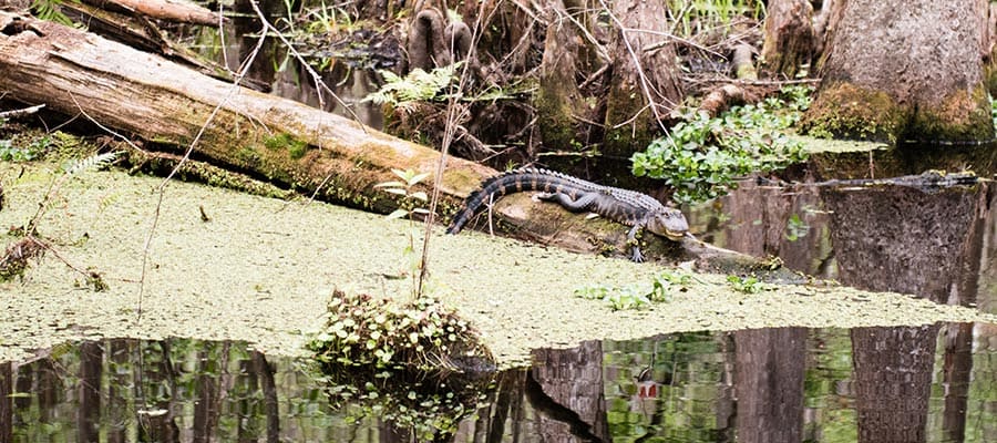 2 Gator at Hammock-visit-sebring-fl