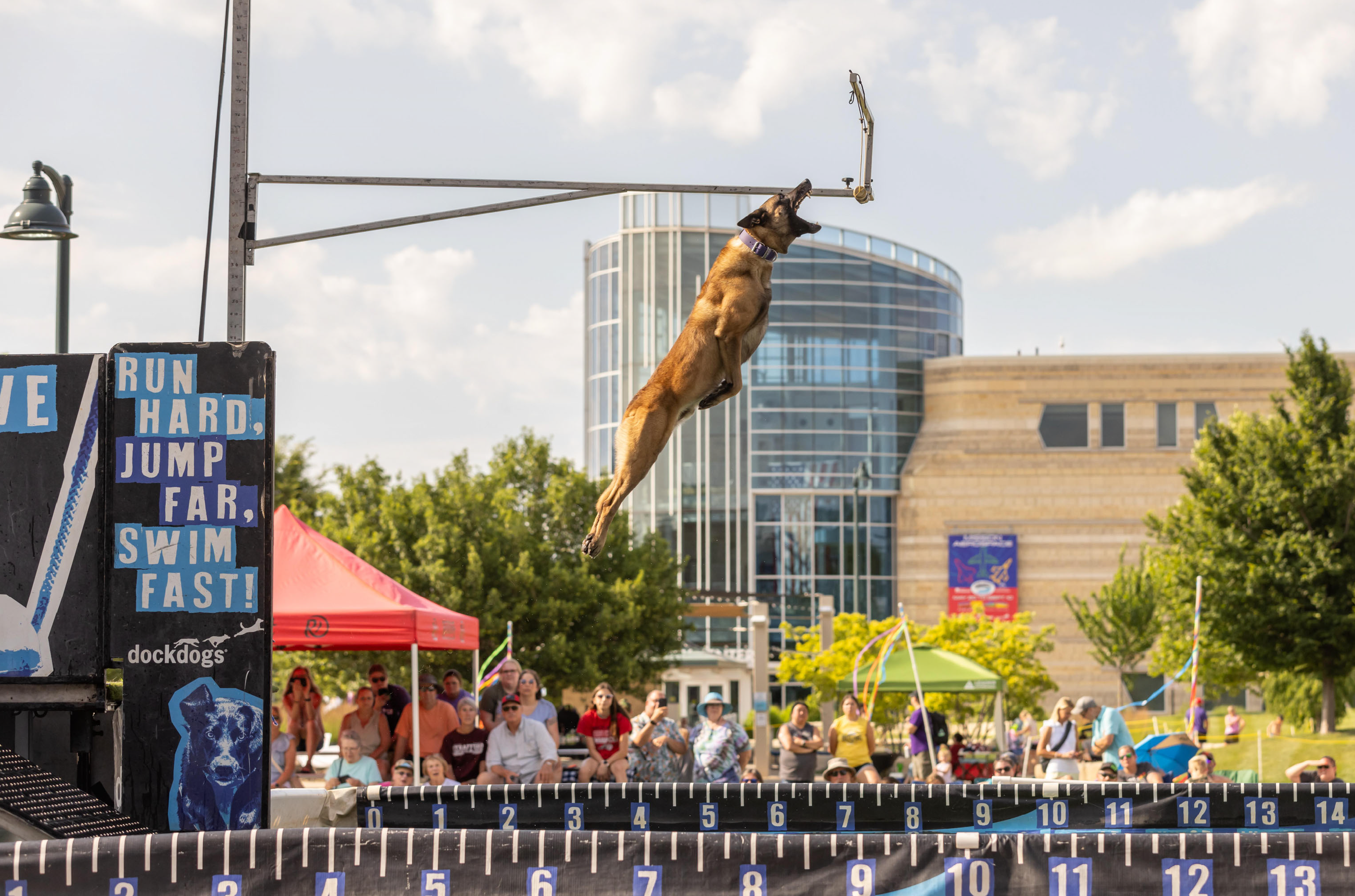 Dog jumping upward to grab a suspended bumper