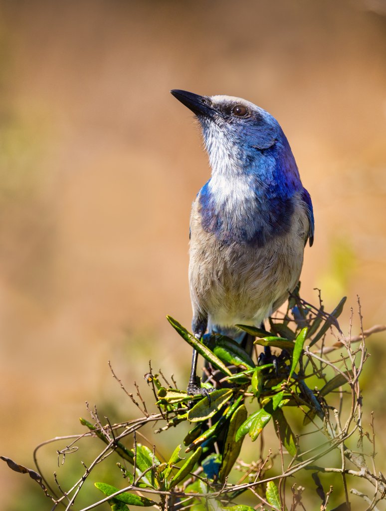 A blue and white colored Florida Scrub Jay bird perches on leafy twigs atop a bush in its Florida Scrub habitat