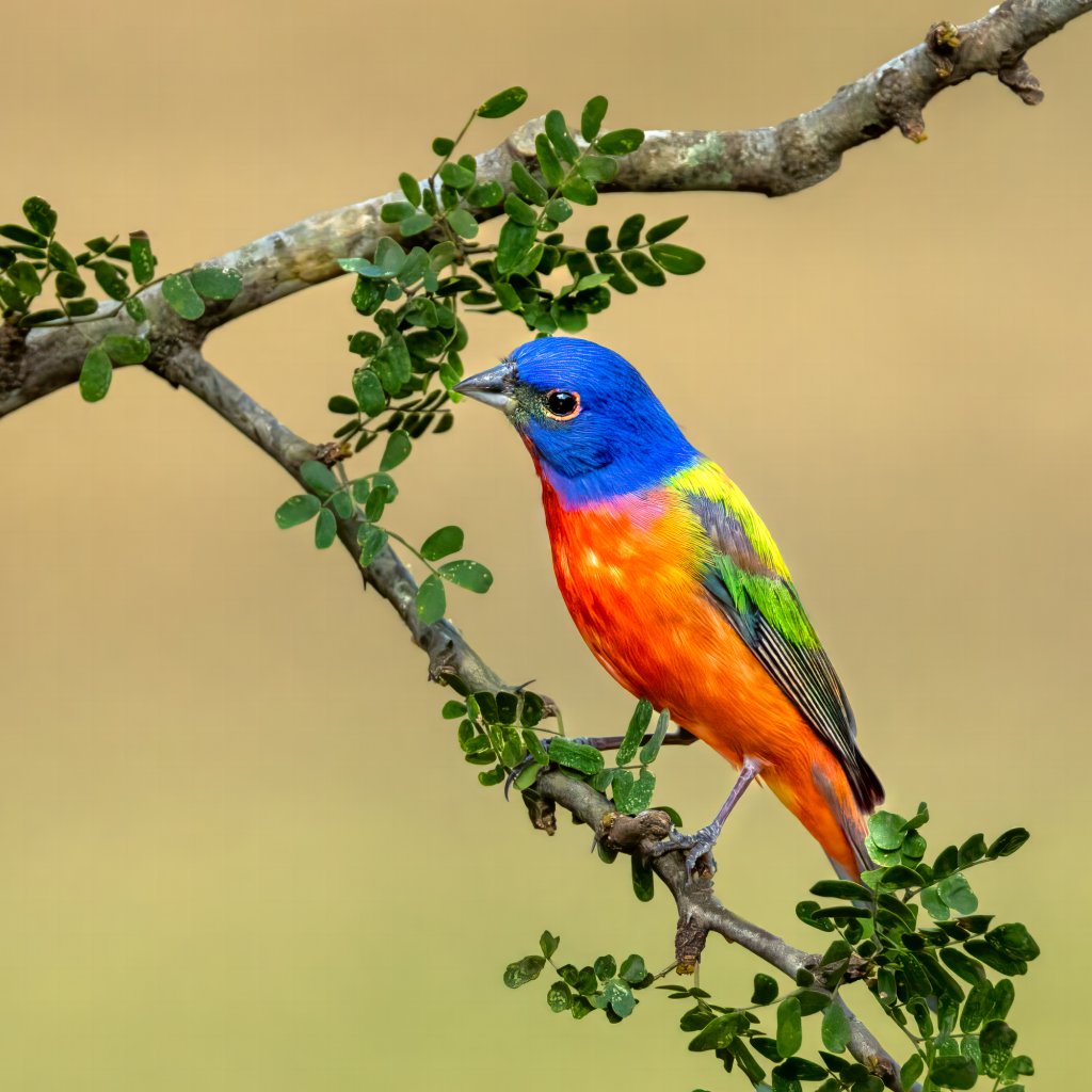 A Painted Bunting bird in vibrant colors of blue, orange, yellow and green perches on a small branch in Highlands County, FL 