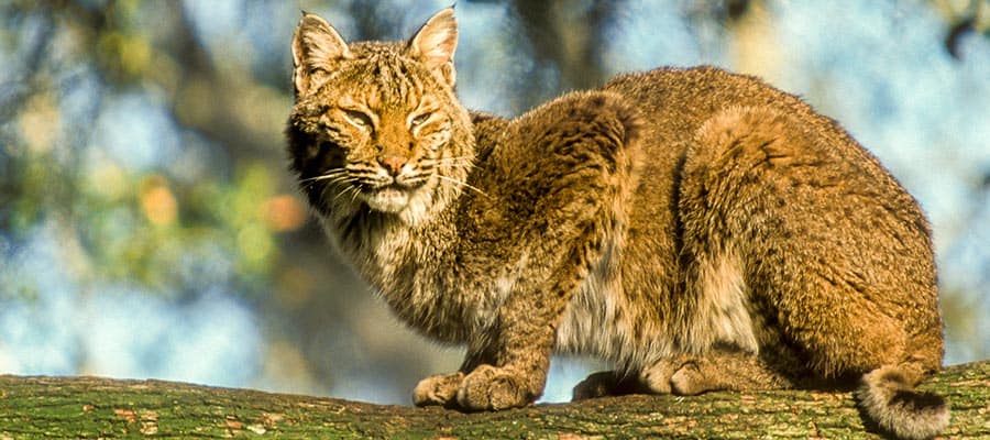 6 wild bobcat Bowman-visit-sebring-fl