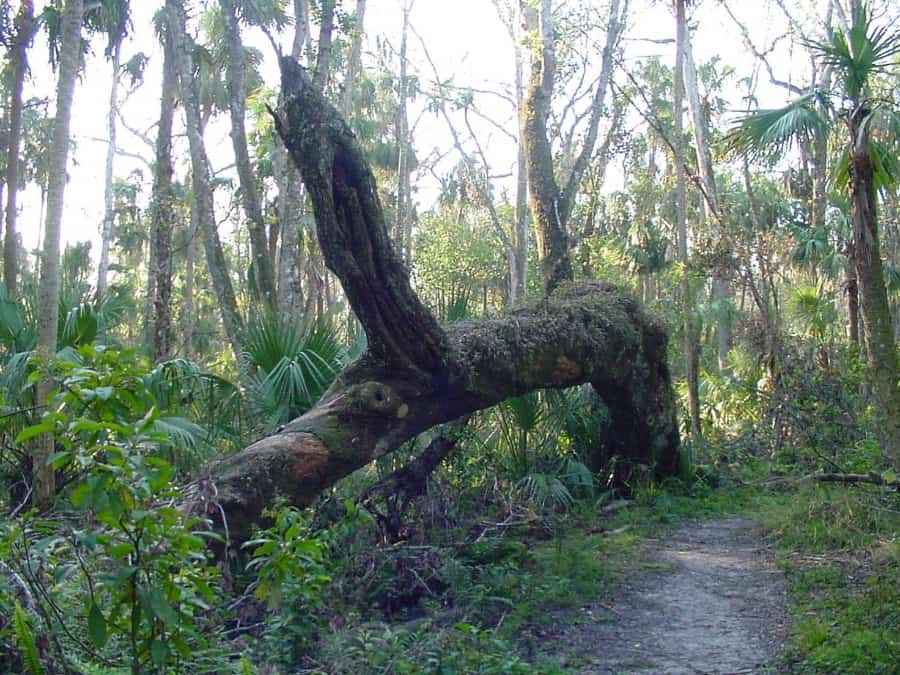 Ancient Hammock in the mist D Harris 05 adobespark 1 1-visit-sebring-fl