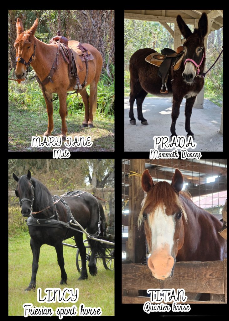 Four different types horses, each displayed with their names and breeds.