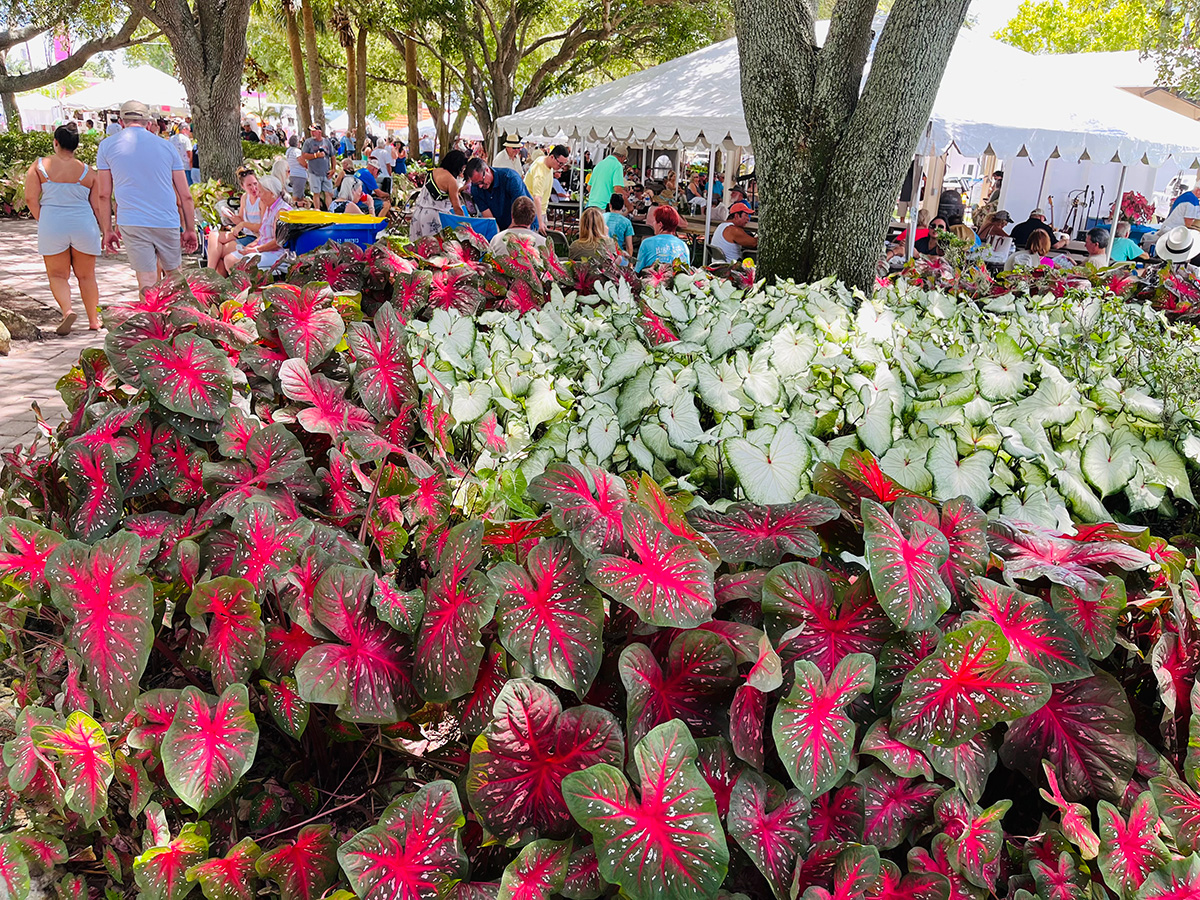 Red and green caladium plants at the annual Caladium Festival in Sebring, Florida