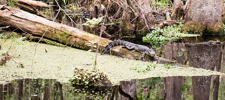 Gator at Hammock 1-visit-sebring-fl