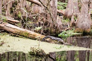 Gator at Hammock-visit-sebring-fl