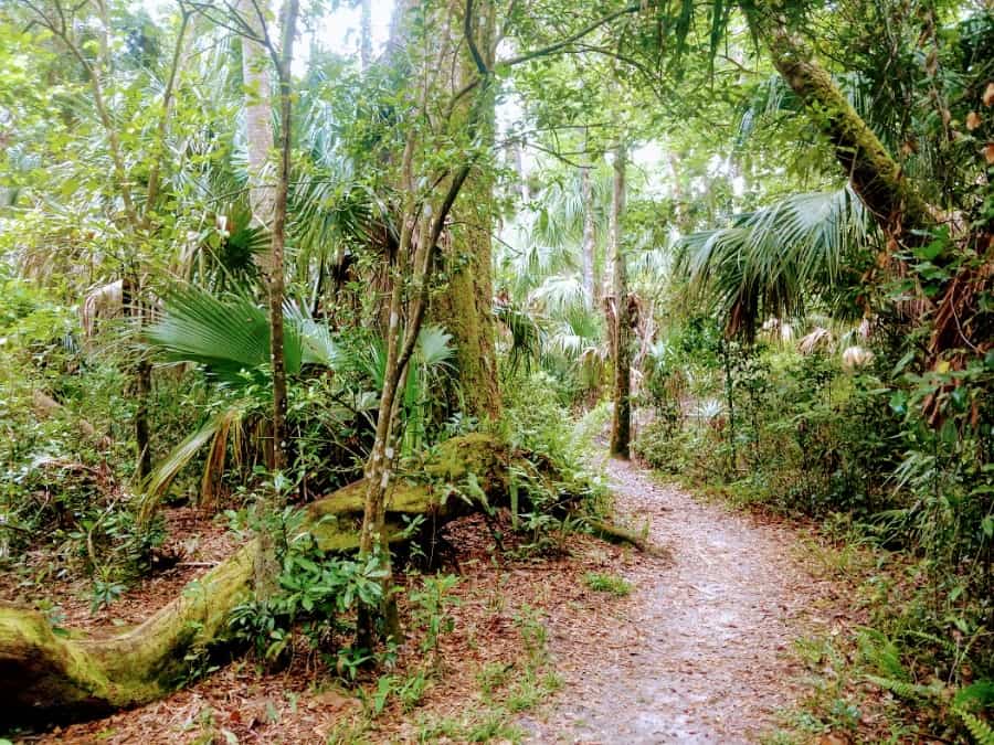 HICKORY TRAIL DOWNED MOSSY LOG MAY 2021 adobespark-visit-sebring-fl