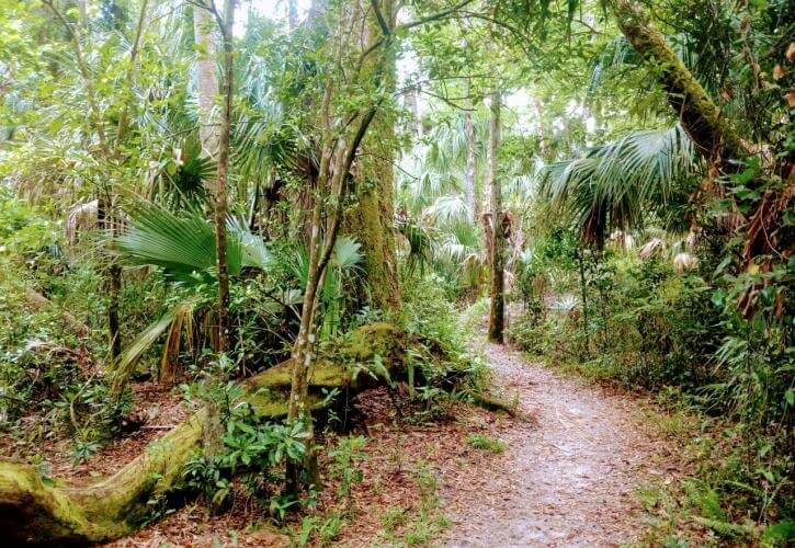 HIGHLANDS HAMMOCK plant hike-visit-sebring-fl Native Plant Discovery Hike