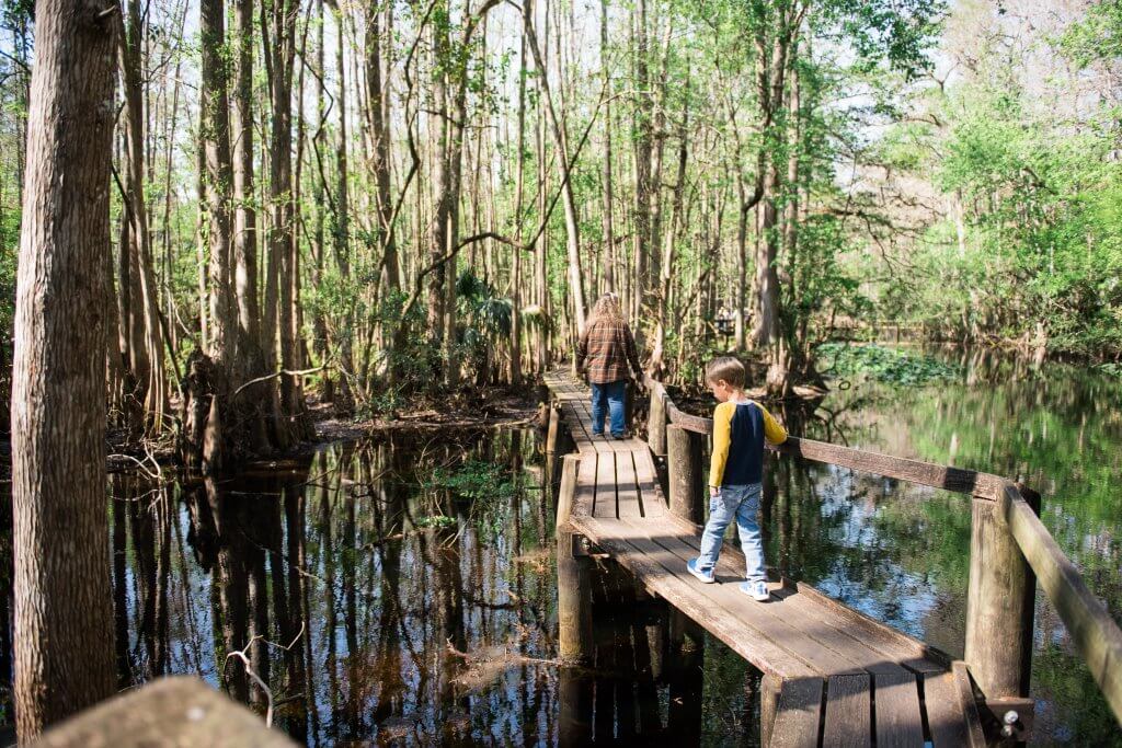 Highlands Hammock State Park's Famous "Cypress Swamp Trail"