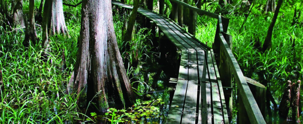 Highlands Hammock State Park