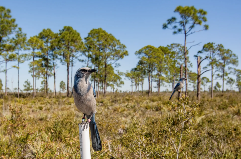 Scrub Jay bird perched on piping in middle of Florida scrub forest at Archbold Biological Station in Venus, FL