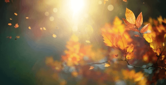 An Afternoon in Autumn