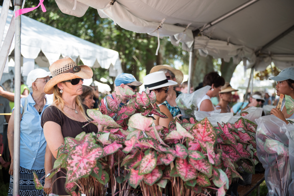 Women look at plants at Caladium Festival