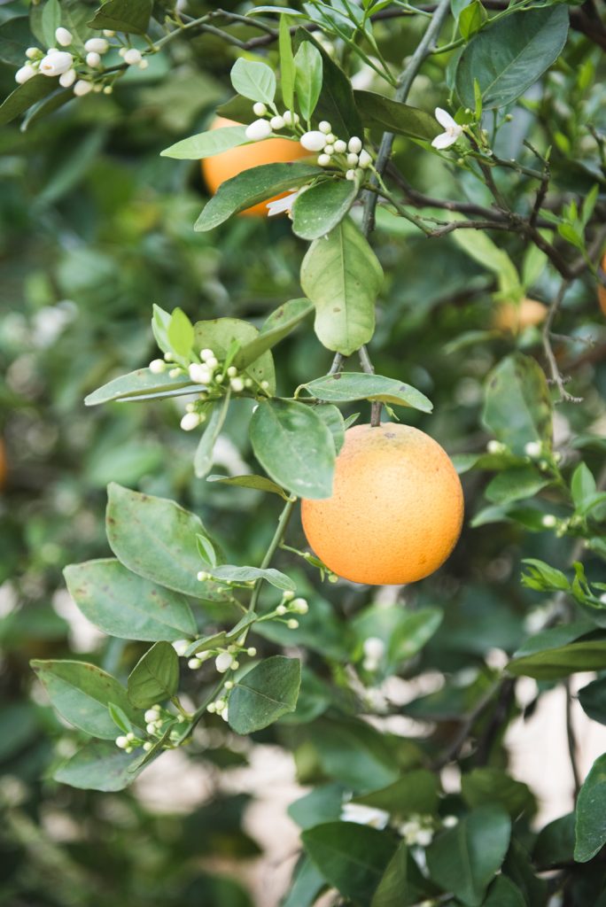 Close up of orange on a tree at Maxwell Groves