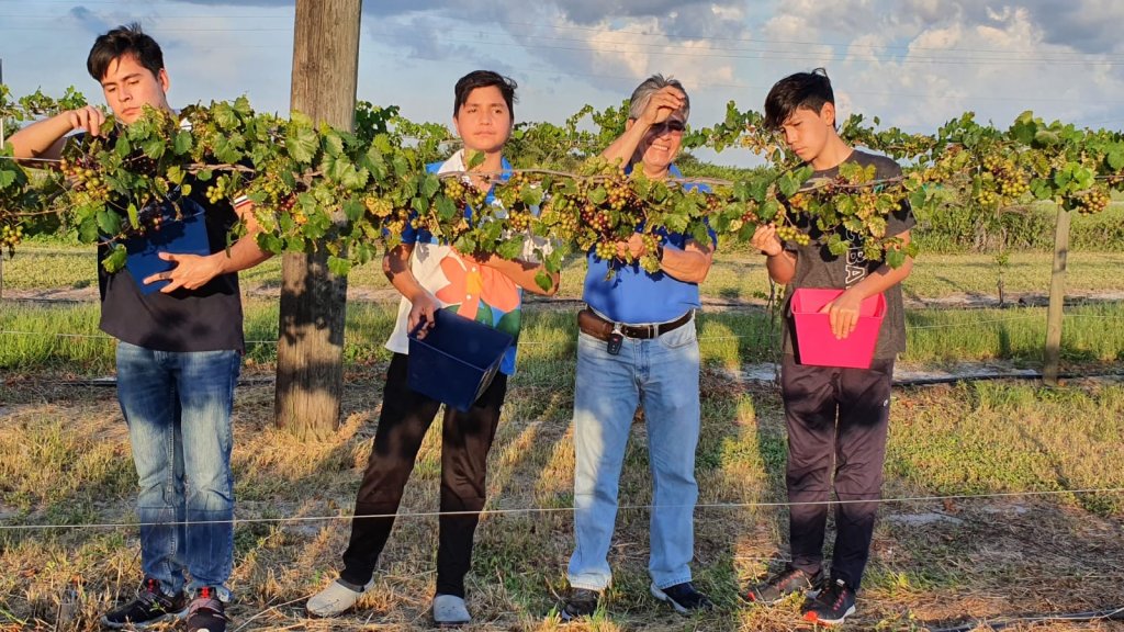 Tropical Winery Garden week 1-visit-sebring-fl