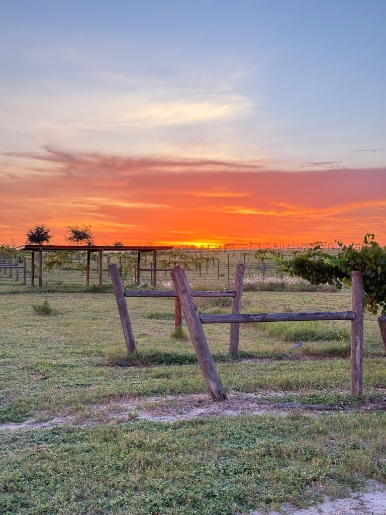 Tropical Winery Garden week 2-visit-sebring-fl