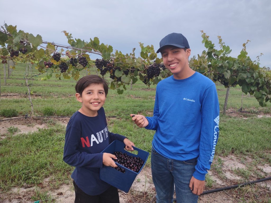 Tropical Winery Garden week 3-visit-sebring-fl