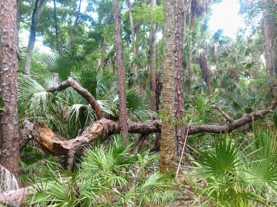 YOUNG HAMMOCK TRAIL DOWNED GNARLED PINE MAY 2021 adobespark-visit-sebring-fl