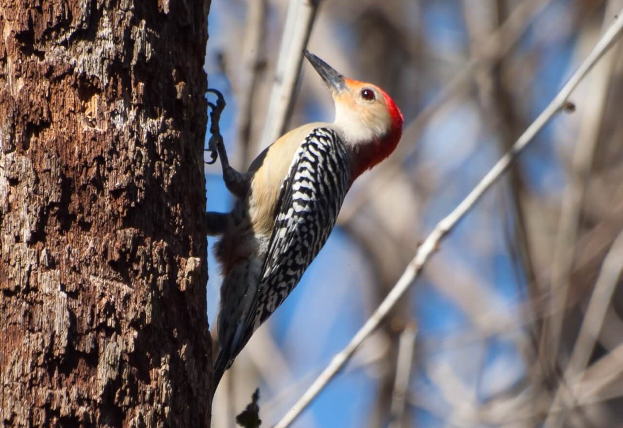 woodpecker perched on tree, red head, black and white speckled wings, and white chest