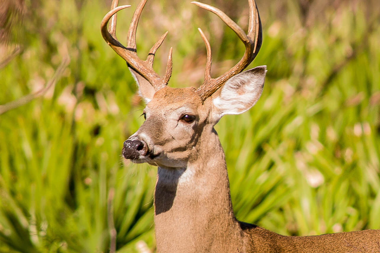 Buck standing in tall grass