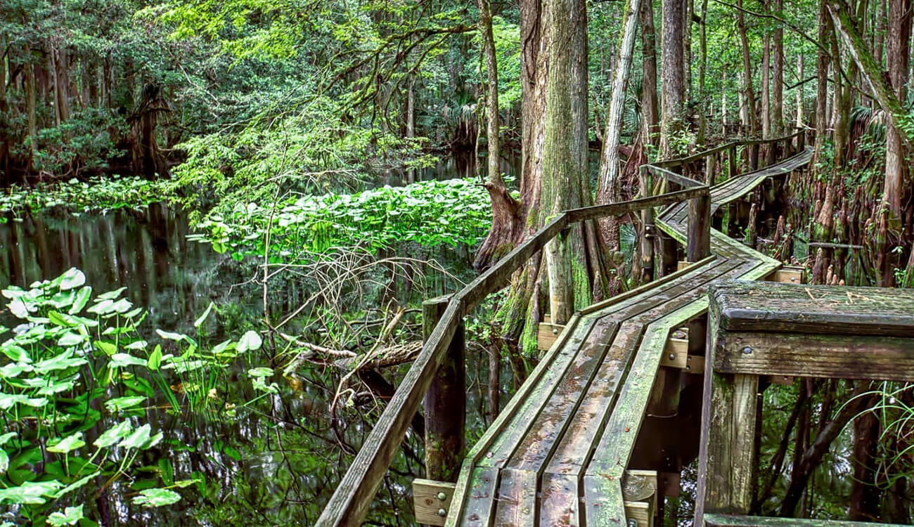 An old looking boardwalk at Highlands Hammock State park