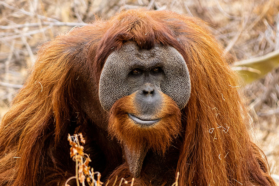 Close up of an orangutan