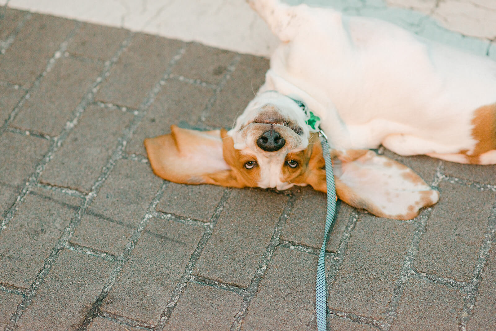 dogo-visit-sebring-fl