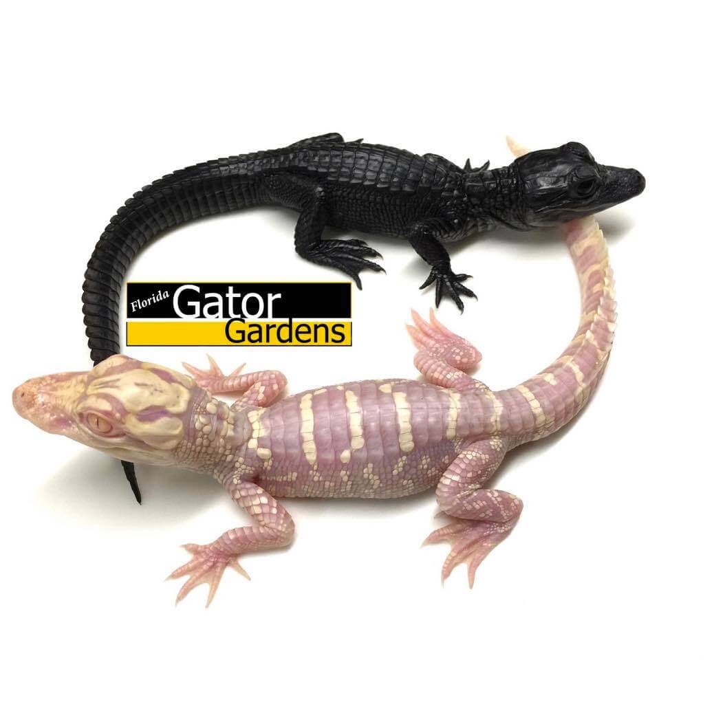 Florida Gator Gardens