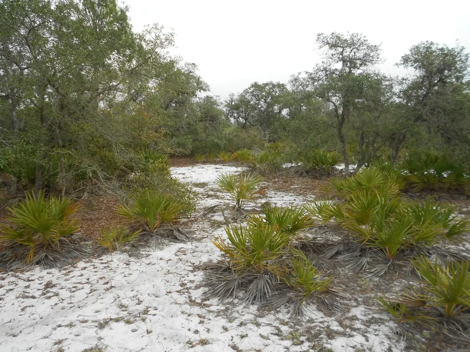 Sandy Florida scrub habitat with low palmetto plants and scattered oak trees under an overcast sky.