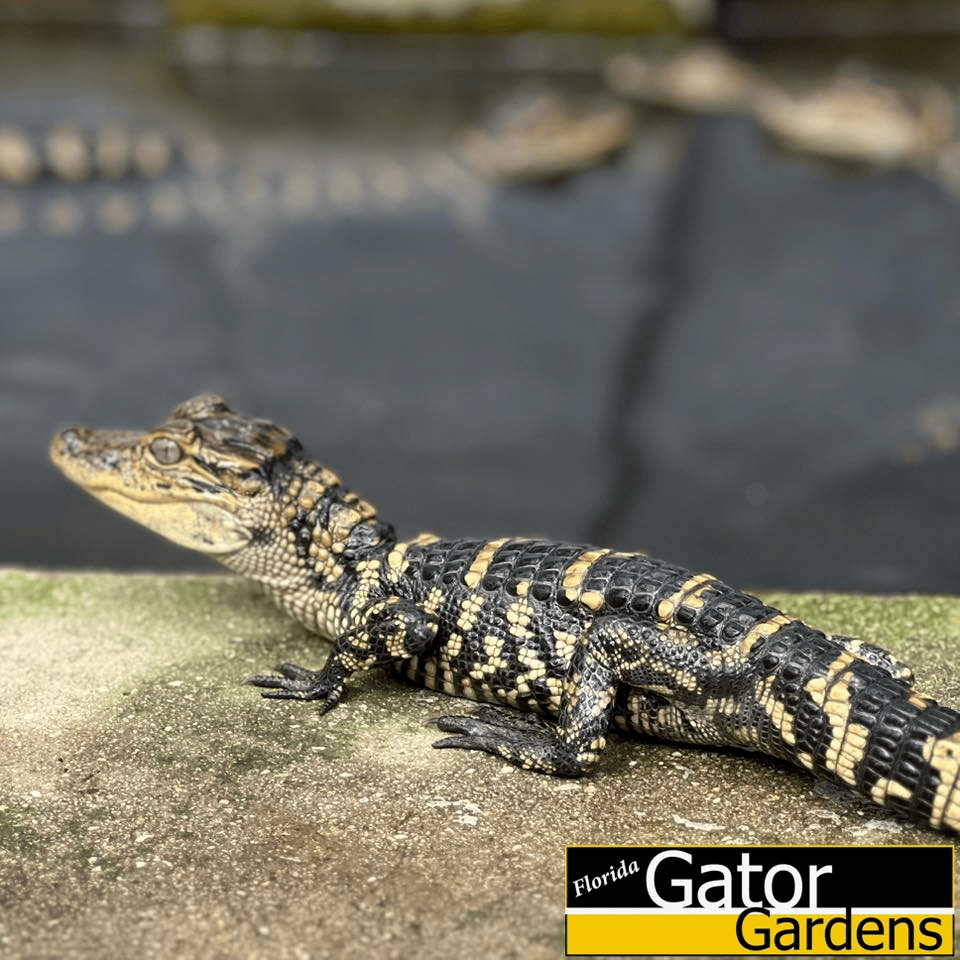 image 48-visit-sebring-fl