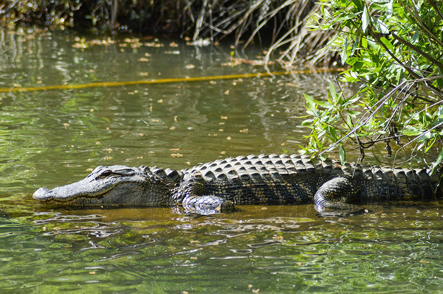 Alligator on a lake