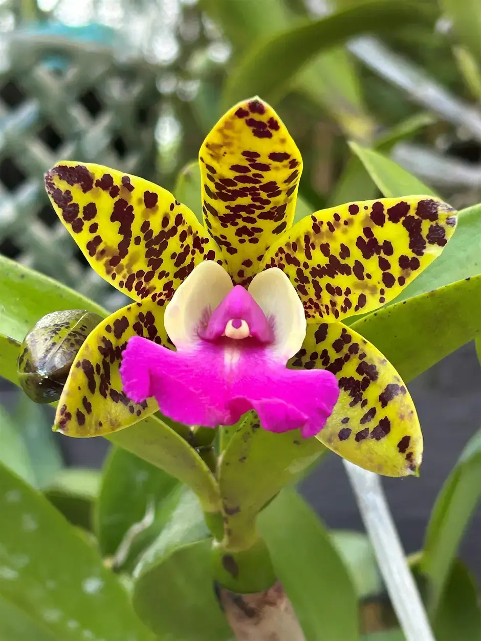 Plant and Care for Your Orchid